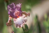 Tall Bearded Iris 'Keeping Up Appearances'
