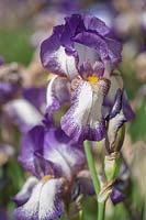 Tall Bearded Iris 'Minnie Colquitt'