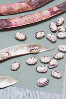 Phaseolus vulgaris Borlotto lingua di fuoco 2 - Borlotti beans shelled and drying on paper before storing.
