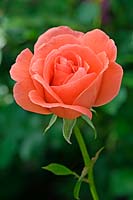 Rosa 'Happy Anniversary' - Rose  'Happy Anniversary' 