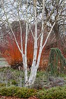 Betula utilis var. jacquemontii 'Doorenbos' - Himalayan birch 'Doorenbos'