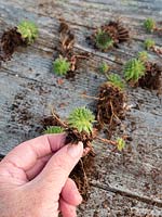 Person holding separated Sempervivum plant to be repotted. 