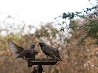  Sturnus vulgaris - Starlings - on feeding platform. 
