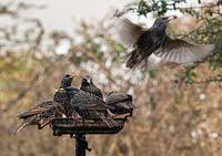 Sturnus vulgaris - Starlings - on feeding platform.