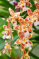 Odontoglossum hybrid - orchid