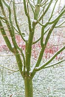 Acer capillipes - Snake-Bark Maple
