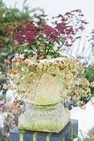 Skimmia, Viola and variegated ivy in stone urn.