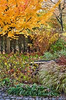 Mixed autumnal border with Hakonechloa macra 'Aureola', Ligularia, Pontederia, Parrotia persica 'Vanessa' - Persian Ironwood and Liriope muscari.