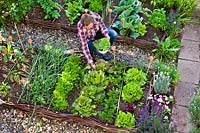 Woman harvesting lettuces from raised bed. 