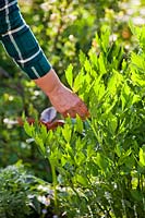 Person picking lovage - Levisticum officinale.