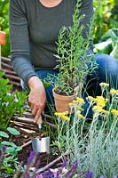 Woman planting herbs in vegetable garden - Hyssopus officinalis - hyssop.