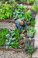 Woman planting herbs in vegetable garden - Hyssopus officinalis - hyssop.
