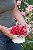 Woman holding colander of harvested peppers.