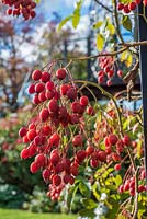 Rosa helenae - Helen's Rose with Rosehips