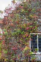 Rosa helenae - Helen's Rose with autumn rose hips at Mannington Hall, Norfolk, UK. 