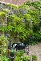Pet dog drinking from agricultural watering trough in garden side passage. 
