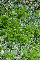 Hebe pinguifolia 'Pagei' and Acaena novae-zelandiae