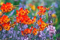 Crocosmia 'Firestars Scorchio'