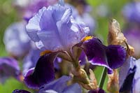 Iris 'Lothario' - Bearded Iris 'Lothario' 