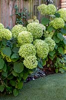 Beds against wooden fence with Hydrangea 'Annabelle' next to artificial
 turf lawn