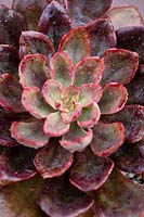 Echeveria 'Red Prince' - Hen and Chicks 