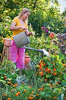 Woman watering Nasturtium in organic garden.
