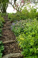 Bark and log stepped path leading up through the Orchard with spring shade border. Summerdale Garden, Cumbria, UK. 