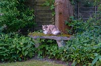 Tansy the Cat on a stone bench underplanted with Geranium phaeum. 