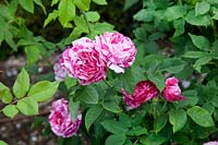 Rosa 'Ferdinand Pichard' - Rose 'Ferdinand Pichard'