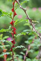 Rosa sericea pteracantha - Wild Rose - live stem compared to dried stem. 