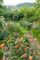 View of a country garden with double borders filled with herbaceous perennials and roses including Rosa 'Lady of Shalott' 