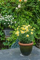 Marguerites arranged in ornamental containers on slate surface. 