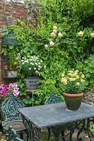 Marguerites and pelargoniums arranged in collection of ornamental containers. 