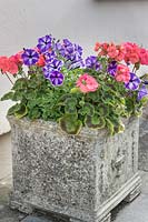 Square stone container with petunias and pelargoniums. 