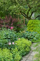 Path with Alchemilla mollis, Rosa, Paeonia, Berberis, Hosta and Choisya ternata 'Sundance'.
