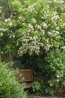 Rosa 'Goldfinch' - Rose 'Goldfinch' hanging over wooden bench. 