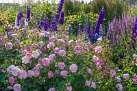 border of Rosa 'Harlow Carr', delphiniums and Salvia nemorosa 'Amethyst'. 