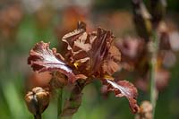 Iris 'Huckleberry Fudge' - Tall Bearded Iris, May, Czech Republic
