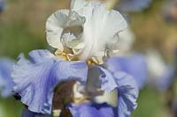 Iris 'Stairway to Heaven' - Bearded Iris 'Stairway to Heaven' 