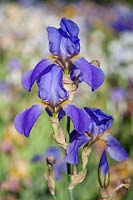Iris 'Sierra Blue' - Bearded Iris 'Sierra Blue' 