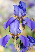 Iris 'Sierra Blue' - Bearded Iris 'Sierra Blue'
