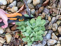 Cutting back old stems of Sedum to make room for fresh foliage.  