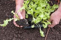 Planting Endive into open ground - squeeze plants out of modules ready for planting