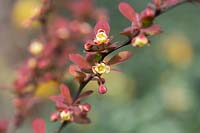 Berberis thunbergii 'Orange rocket' - Japanese barberry 'Orange Rocket' flowers - April