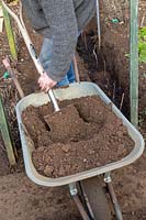Gardener filling in trench with soil after planting new raspberry plants. 