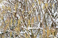 Corylus avellana - Hazel catkins in the snow - January 
