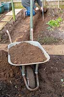 View of wheelbarrow full of garden soil as gardener digs a trench for new raspberry plants in background. 