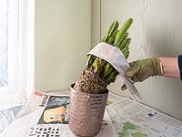 Acanthocereus tetragonus - Cereus - Using material to protect from spikes 