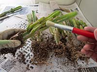 Using a paint brush to clean Acanthocereus tetragonus - Cereus - Cactus maintenance.