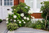 London house with black and white Victorian style tile path and tiled driveway featuring Hydrangea arborescens Anabelle, Eriobotrya Coppertone standard, Pittosporum tenuifolium Tom Thumb 
